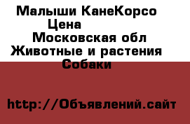 Малыши КанеКорсо › Цена ­ 15 000 - Московская обл. Животные и растения » Собаки   